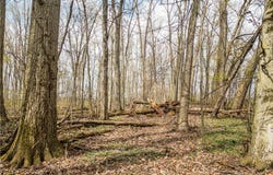 Steiner Road, Creston, OH 44217
