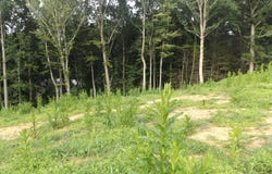 Maple St. lot: 20, Hillsville, VA 24343