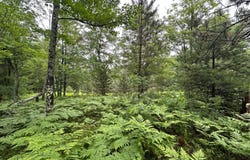 Lot 5 DADS LAKE RD, Eagle River, WI 54521