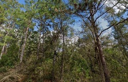 Pollard Road lot: A, Daphne, AL 36526