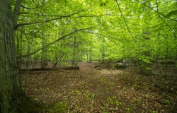 Wildwood Trail, Manistee, MI 49660