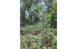 64.5 Acres Hwy 43 N, Poplarville, MS 39470