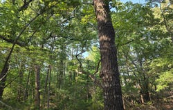 Timber Ridge lot: 377, Larue, TX 75770