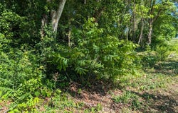 482 Blue Jay, Diamond City, AR 72630