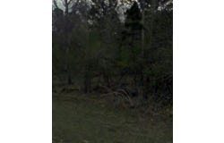 22 S Forest Cove Loop, Coldspring, TX 77331