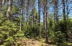 ON WILSON SCHOOL RD, Tomahawk, WI 54487