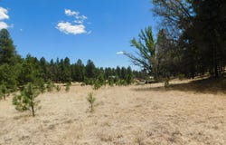 10 N2310, Alpine, AZ 85920