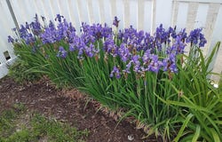 129 Lafayette St, Lowell, MA 01854