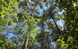 106 Dutchmans Pipe Trail, Sunset, SC 29685