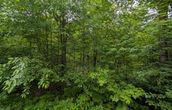 DAVIES RD lot: 4, Phelps, WI 54554