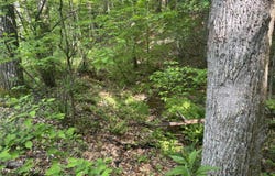 Lot 6b Of Roan Creek Road, Butler, TN 37640