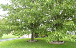 706 Allf Lane, London, KY 40741