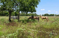 2929 County Road 615, Alvarado, TX 76009