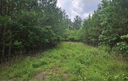 1150 County Road 865, Collinsville, AL 35961