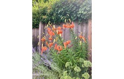 21r Vestal Street, Nantucket, MA 02554