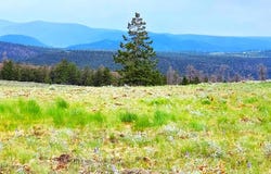 924 Cinnamon Trail, Powderhorn, CO 81243