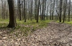 Tbd Pierce Road, Stanwood, MI 49346