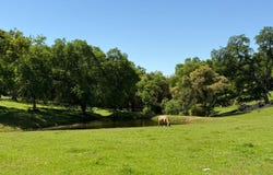 Airola Road, Vallecito, CA 95251