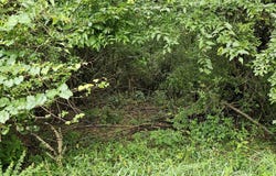 County Road 30, Tract 15, Brilliant, AL 35548