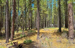 Second Street, Portola, CA 96122