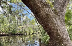 1518 Palm Street, Steinhatchee, FL 32359