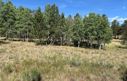 519 Hayhook Way, Hartsel, CO 80449