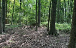 LOT 7 MAPLE DR #LOT 7, STEVENSVILLE, MD 21666