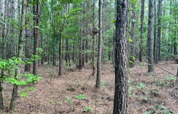 0 Pine Grove Road, Carrollton, AL 35447