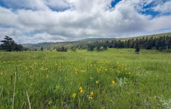381 OLD CAMP RD, Bellvue, CO 80512