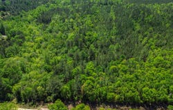 0 Grider Mock Rd, Red Level, AL 36474