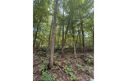 0 COUNTY ROAD 312, MAPLESVILLE, AL 36750