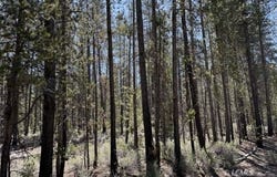 Off NF 9768, Crescent, OR 97730