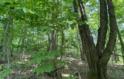 L20.44 Robinson Hollow Way, Stephentown, NY 12168