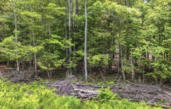 Tbd Boulder Brook Rd Lot B13, Windham, NY 12496