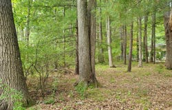 V/L Oakwood Avenue, Prudenville, MI 48651