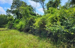 Tbd LCR 775 W, Groesbeck, TX 76642