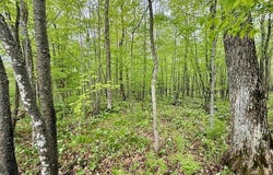 13107 W Peninsula Road, Hayward, WI 54843