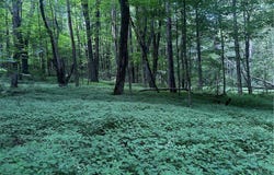 Ivan Mereness Road, Decatur, NY 12197