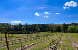 1112 Silver Rock Road, Shirley, AR 72153