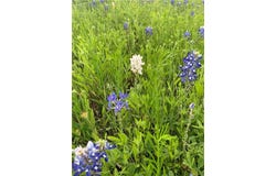 628 Wildflower, McGregor, TX 76657