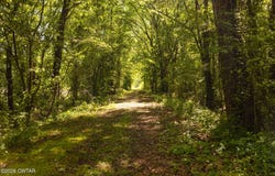 Beech Bluff Road, Beech Bluff, TN 38313