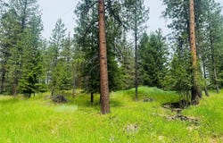 4 Laws Lane, Thompson Falls, MT 59873