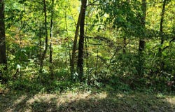 0 Apple Grove Dorcas Road, Racine, OH 45771