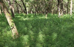 BURNSED ROAD, PIERSON, FL 32180