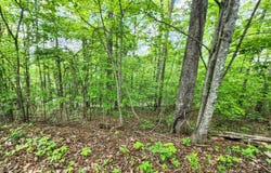 208 Sara Lane, Maynardville, TN 37807