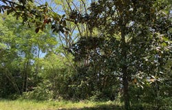 0 Dalton Street, Chipley, FL 32428