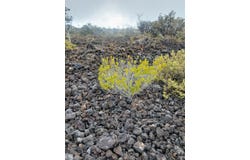 92-8708 IWALANI PKWY, Ocean View, HI 96737