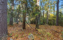 Peterson Lane, Brunswick, ME 04011