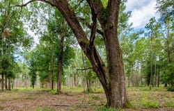 221 ac Crestview Road, Arlington, GA 39813