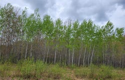 On Pufal Road, Mellen, WI 54546